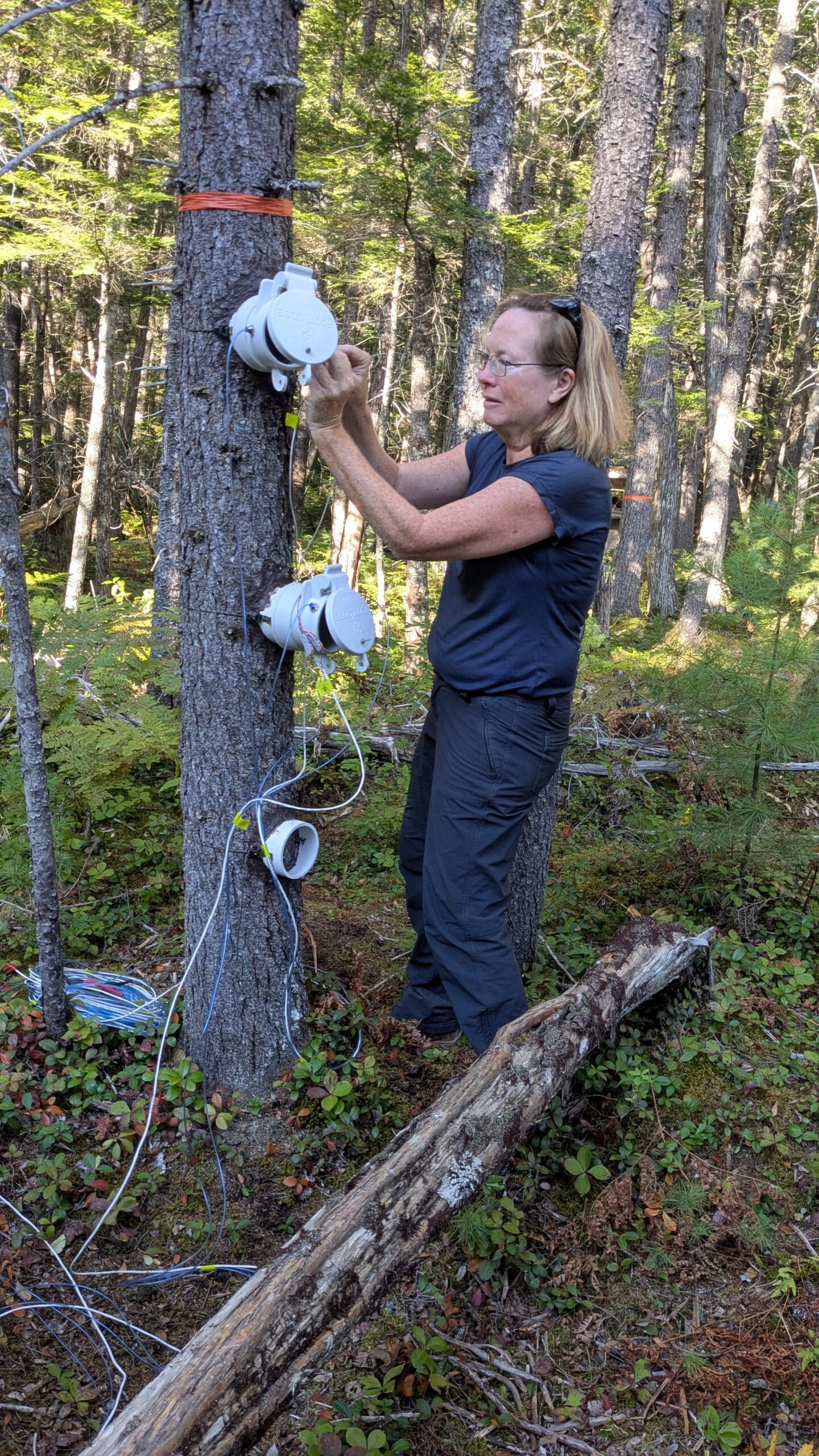Kathleen Savage fits a collar around a tree that will measure carbon flux