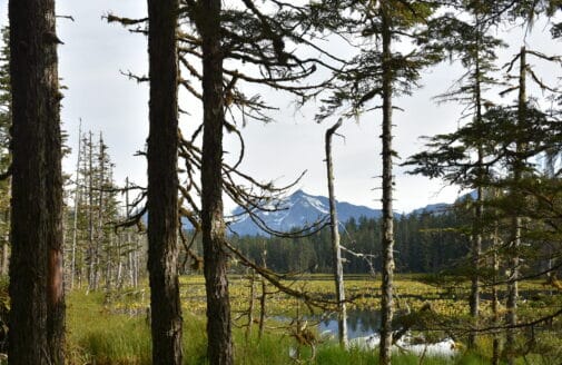 A view from the Situk Lake Trail in Yakutat, Alaska. (Forest Service photo by Paul A. Robbins)