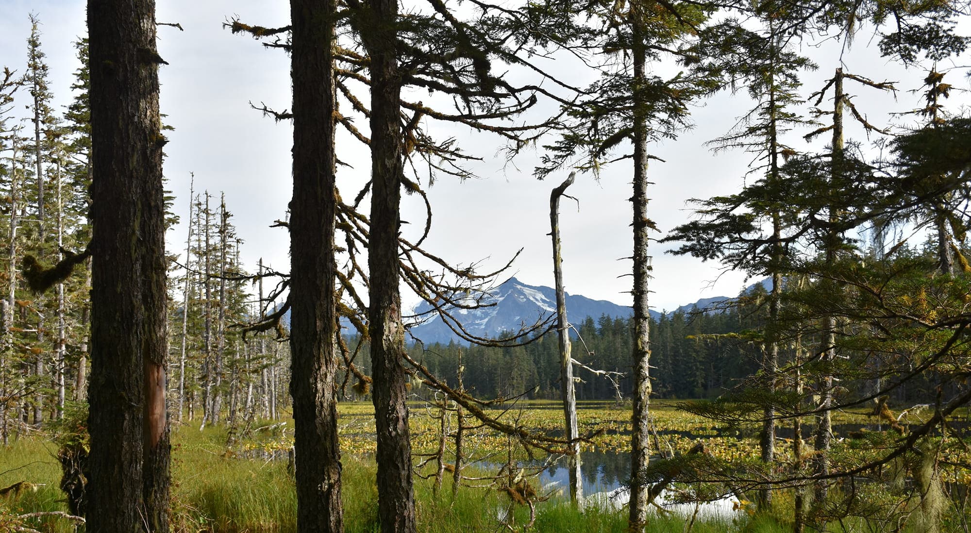 A view from the Situk Lake Trail in Yakutat, Alaska. (Forest Service photo by Paul A. Robbins)