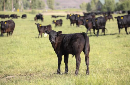 black cattle in foreground, standing on a field, looking at camera,