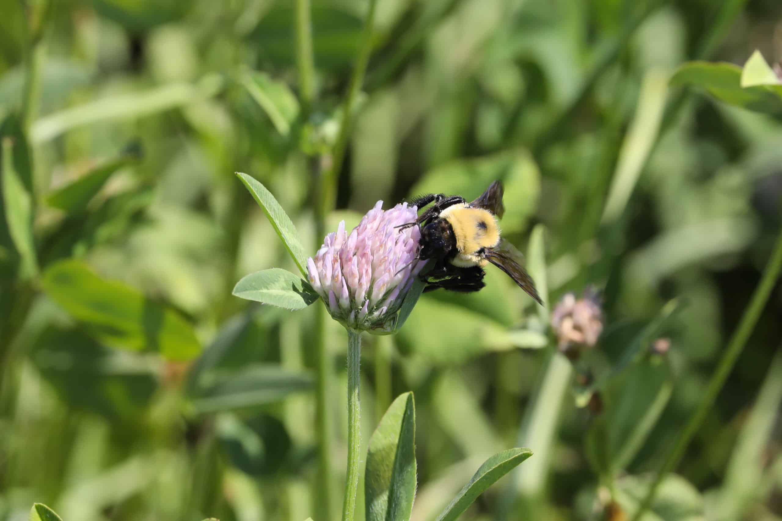 a bee rests on a clover flower