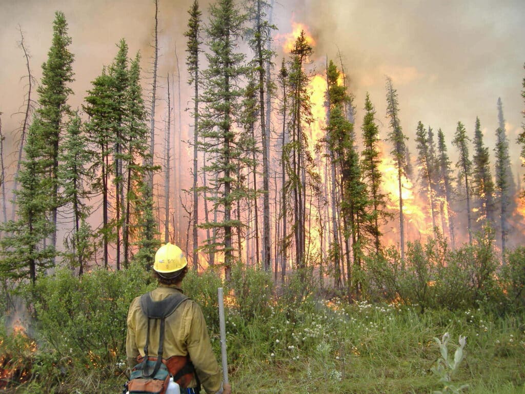 Fire in interior alaska black spruce forest