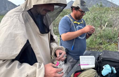 Two people banding birds.