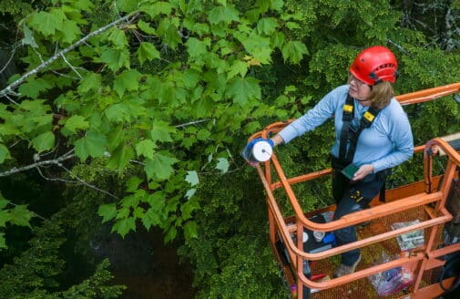 Field work in the lower canopy of Howland Forest.