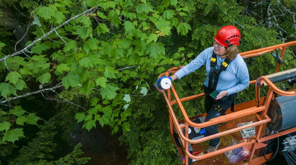 Field work in the lower canopy of Howland Forest.