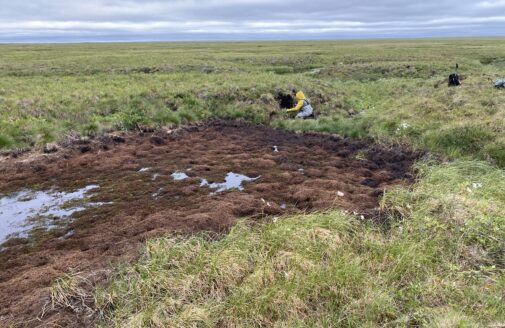 brown vegetation indicates where a small water body drained away on the green arctic tundra. a scientist kneels nearby
