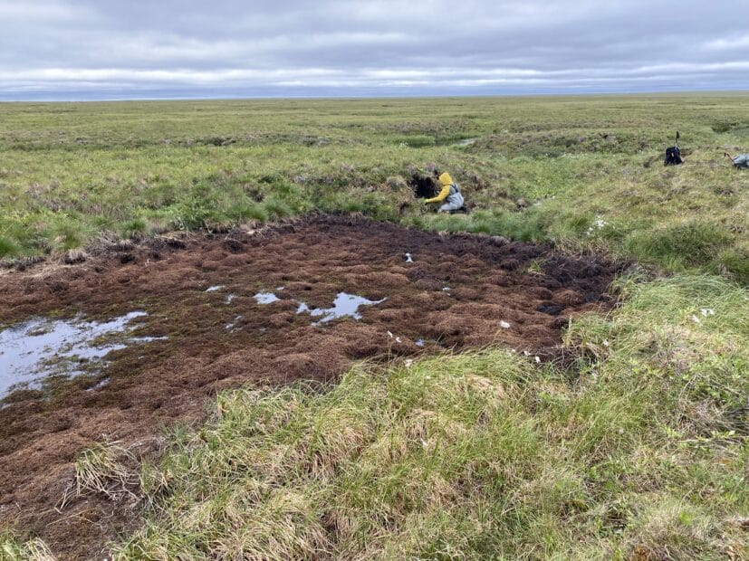 brown vegetation indicates where a small water body drained away on the green arctic tundra. a scientist kneels nearby