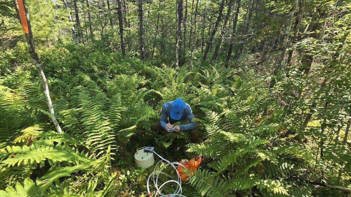 researcher takes notes in a field of ferns