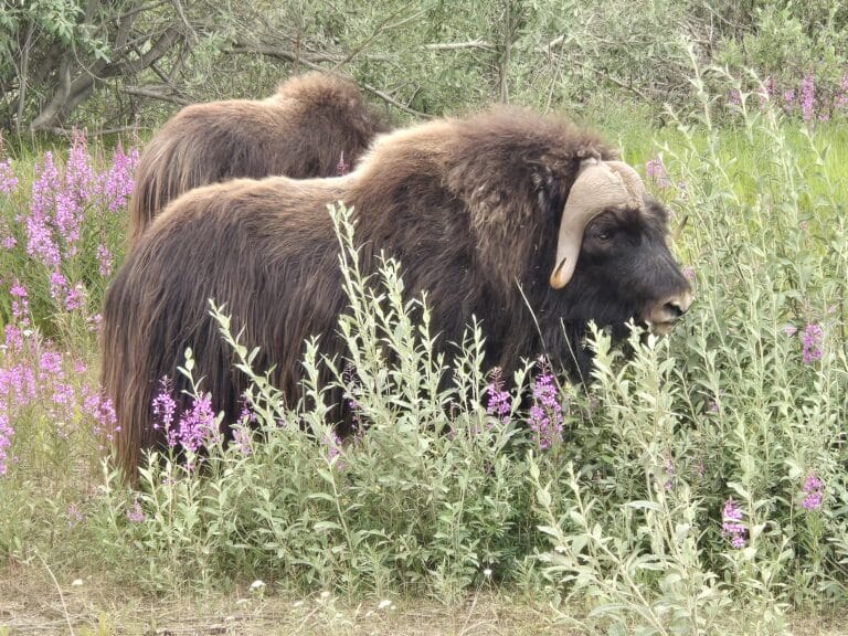 muskox in tall grass with pink flowers