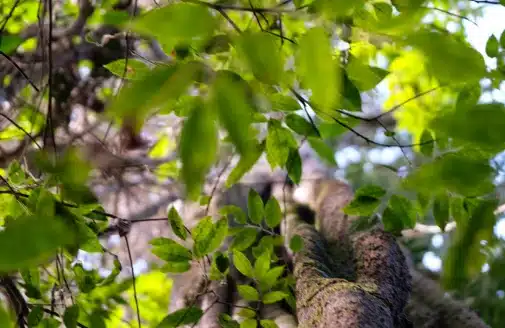 tree trunk and leaves