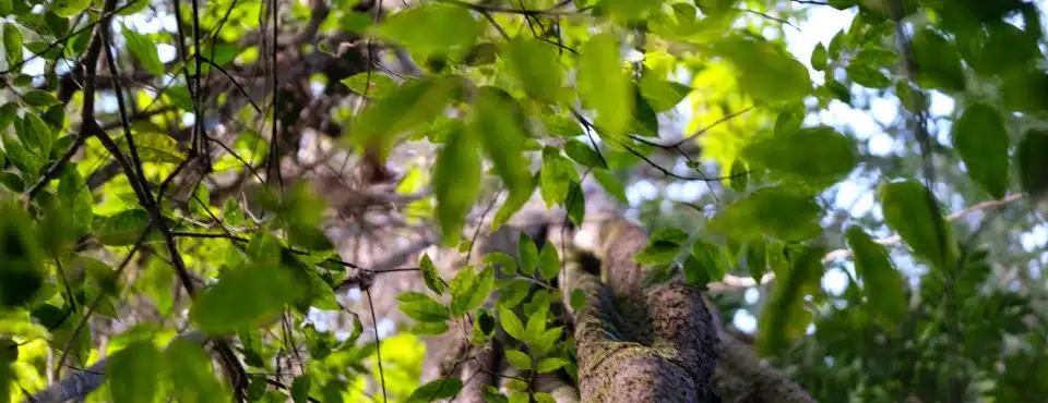 tree trunk and leaves