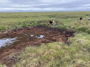 brown vegetation indicates where a small water body drained away on the green arctic tundra. a scientist kneels nearby