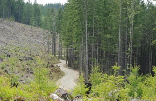 Logging area in the Northern Oregon Coast Range on the border of Washington and Yamhill counties, logging road at center. May 2010.