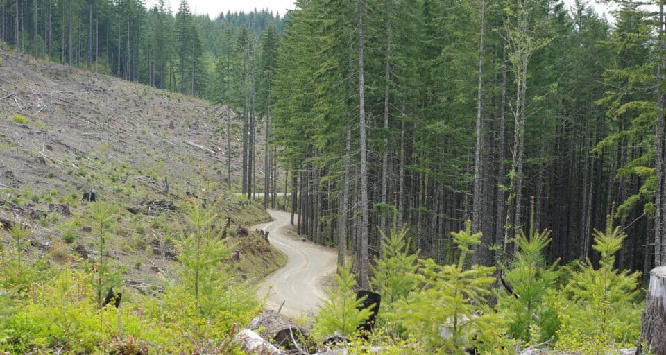 Logging area in the Northern Oregon Coast Range on the border of Washington and Yamhill counties, logging road at center. May 2010.